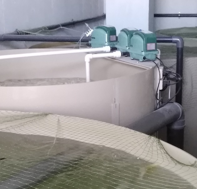 Бассейны и биофильтр в Сестрорецке.