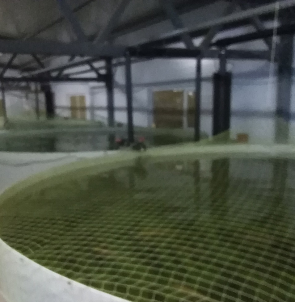 УЗВ форель Реконструкция форельника в посёлке Дони лен. область.