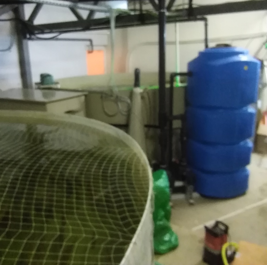 УЗВ форель Система очистки с озонатором даёт идеально прозрачную воду. первая линия.