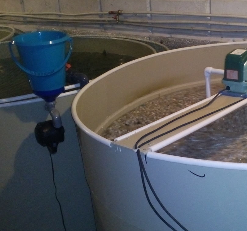 Автокормушки кормят строго по времени.