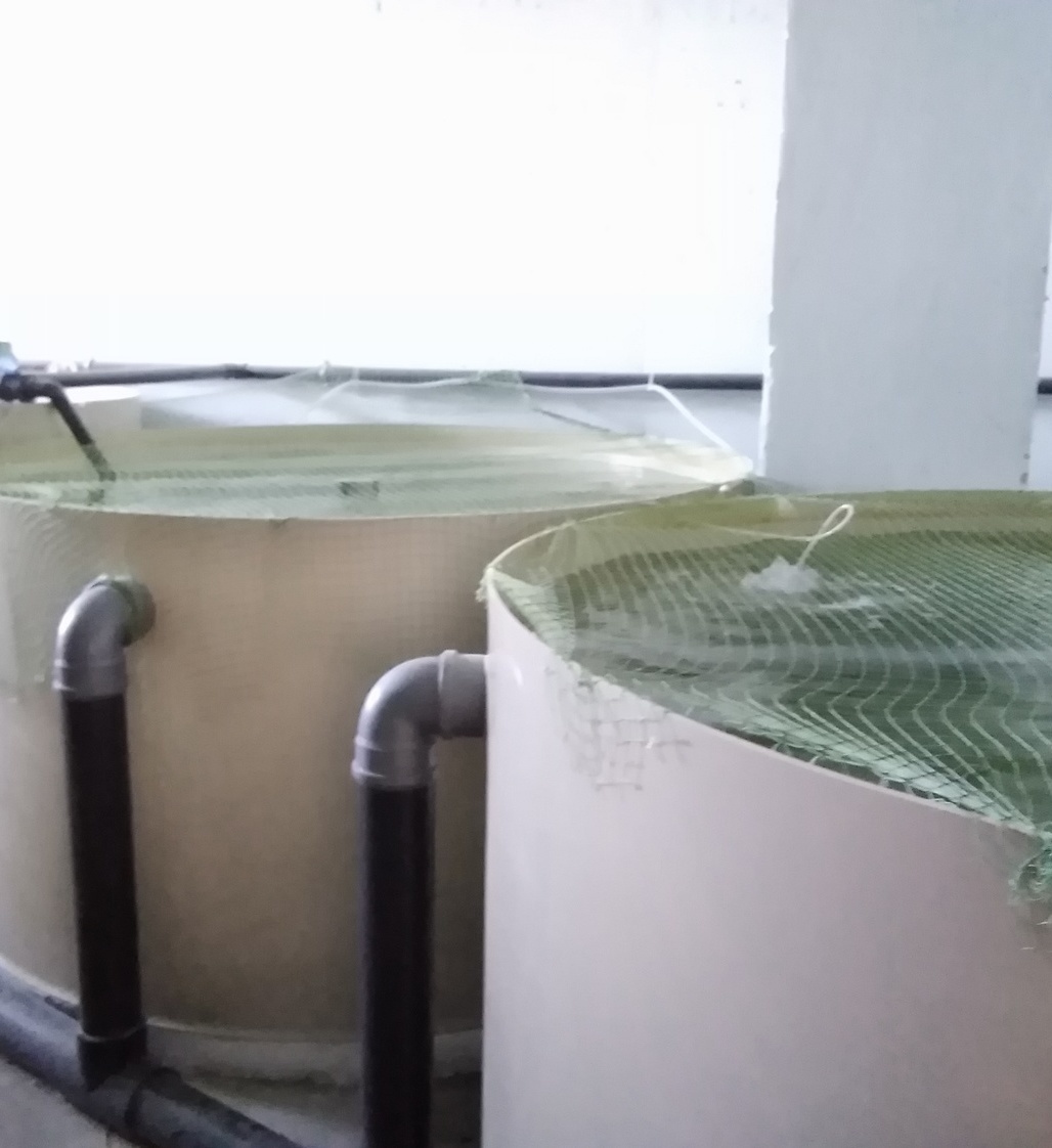 Для большей безопасности выход из бассейнов сделан клеевой трубой.