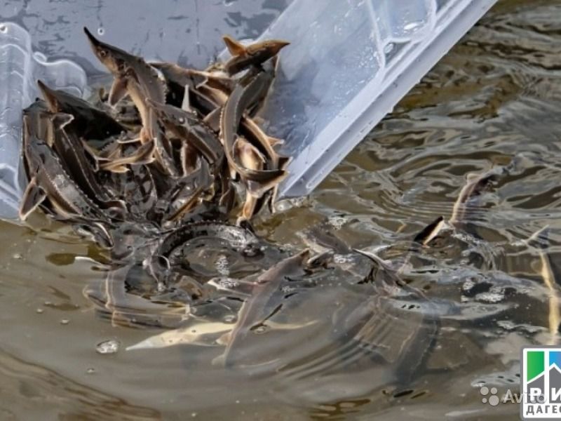 Обеспечиваем предприятия мальком и кормами 